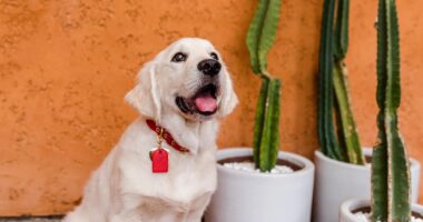 How to Approach German Girls in a Nightclub – Confidence Is Key! Must-Have Luxury Dog Collars for Fashion-Forward Pets 2024