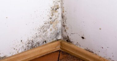 How to Approach German Girls in a Nightclub – Confidence Is Key! Crypto Mining in Your Basement? How to Prevent Mold and Ensure a Healthy Environment